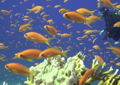 Diving in the North Red Sea, reef, by John Nistal | aquasport.tv