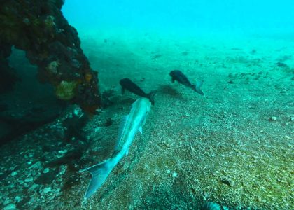 South Australian Wreck - Glenelg Dredge | aquasport.tv