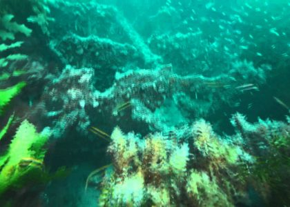 Wreck of the Clan Ranald , Yorke Peninsula, South Australia | aquasport.tv