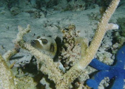 Diving Great Barrier Reef - Ribbon Reef and Cod Hole | aquasport.tv