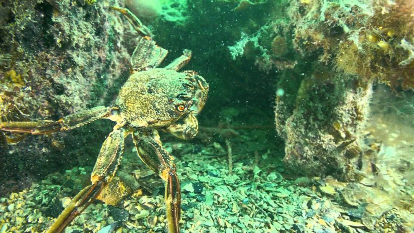 Port Hughes Jetty - Yorke Peninsula - South Australia | aquasport.tv