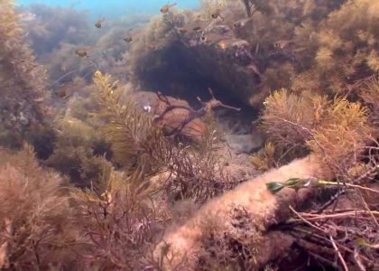 Weedy Sea Dragons . Habitat and sex ID | aquasport.tv