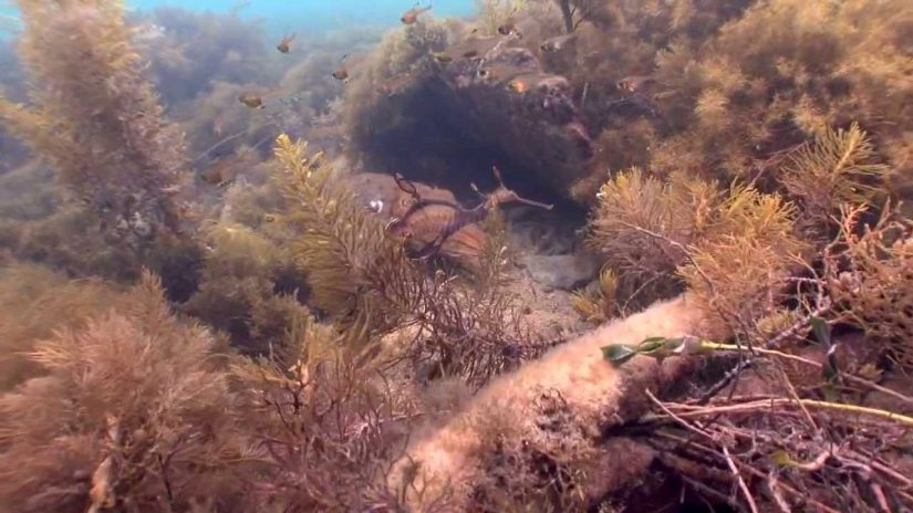 Weedy Sea Dragons . Habitat and sex ID | aquasport.tv