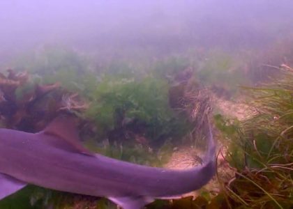 Gummy Sharks at  Point Cooke Marine Sanctury | aquasport.tv