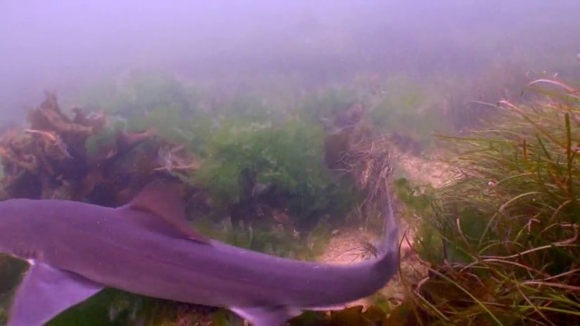 Gummy Sharks at  Point Cooke Marine Sanctury | aquasport.tv