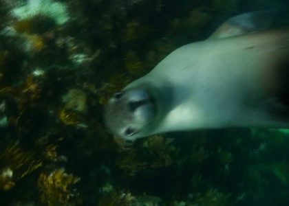 Diving North Kangaroo Island - South Australia | aquasport.tv