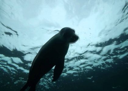 Australia Day 2013 Diving Kangaroo Island | aquasport.tv