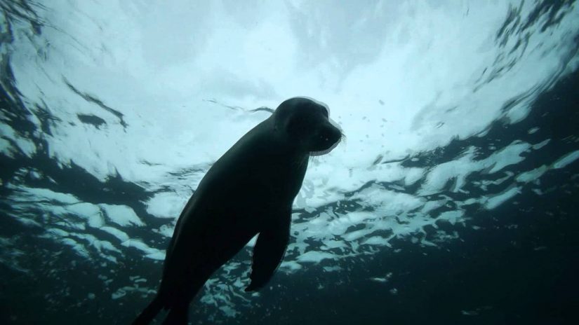 Australia Day 2013 Diving Kangaroo Island | aquasport.tv