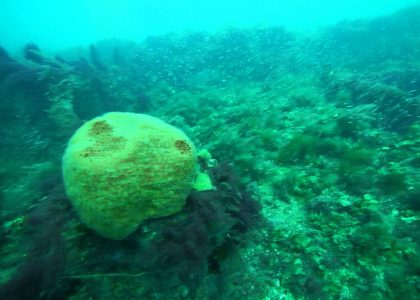 Diving Glenelg Barge | aquasport.tv