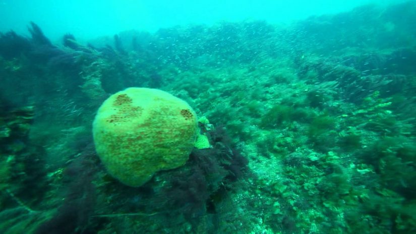 Diving Glenelg Barge | aquasport.tv