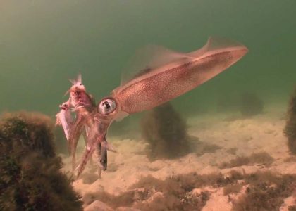 Squid scenarios. Dromana Portphillip Bay Melbourne | aquasport.tv