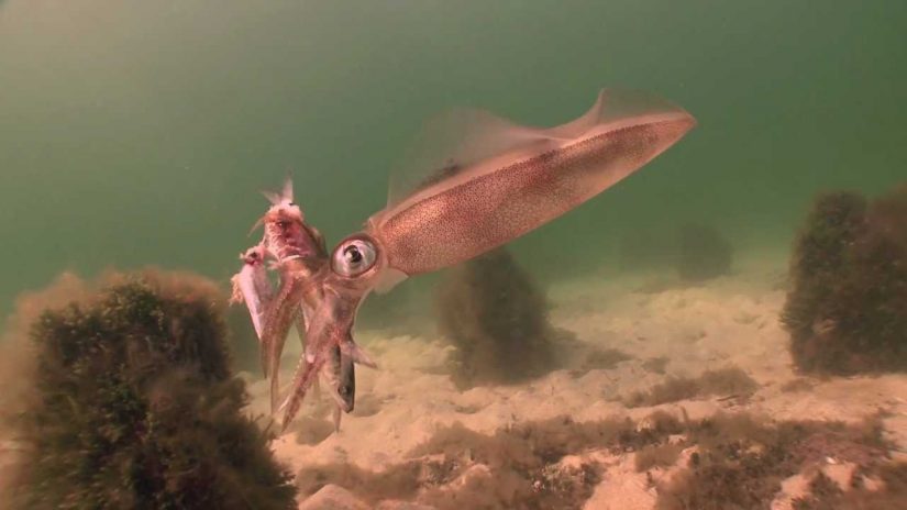 Squid scenarios. Dromana Portphillip Bay Melbourne | aquasport.tv