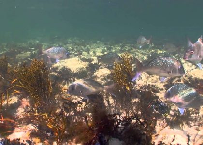 Mushroom Reef Reserve. Flinders | aquasport.tv