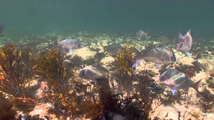 Mushroom Reef Reserve. Flinders | aquasport.tv