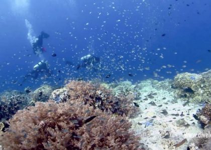 Scuba Divers Guide to Cebu