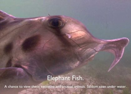 Elephant sharks | aquasport.tv