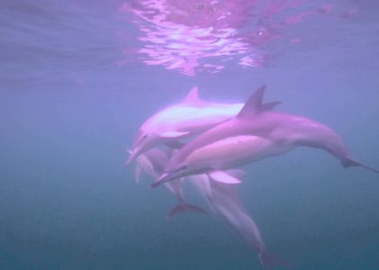 Common Dolphins | aquasport.tv