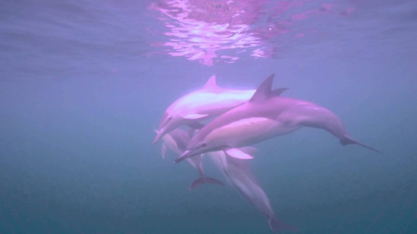 Common Dolphins | aquasport.tv