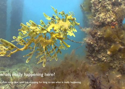 Leafy Sea Dragon-courtship. South Australia | aquasport.tv