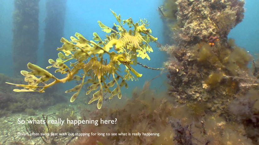 Leafy Sea Dragon-courtship. South Australia | aquasport.tv