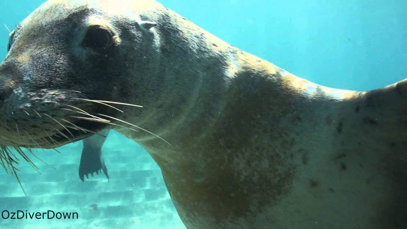 Diving with Australian Sea Lions | aquasport.tv