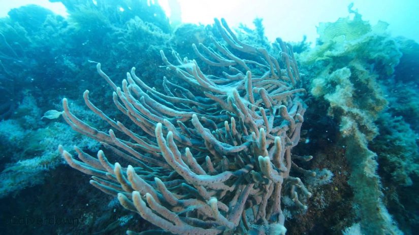 Diving Stickney Island | aquasport.tv