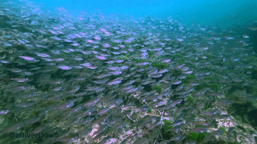 Wreck of the Songvaar | aquasport.tv