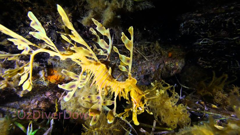 Leafy Sea Dragon and the Colours of Rapid Bay Jetty | aquasport.tv