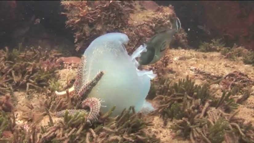 Mornington Pier | aquasport.tv