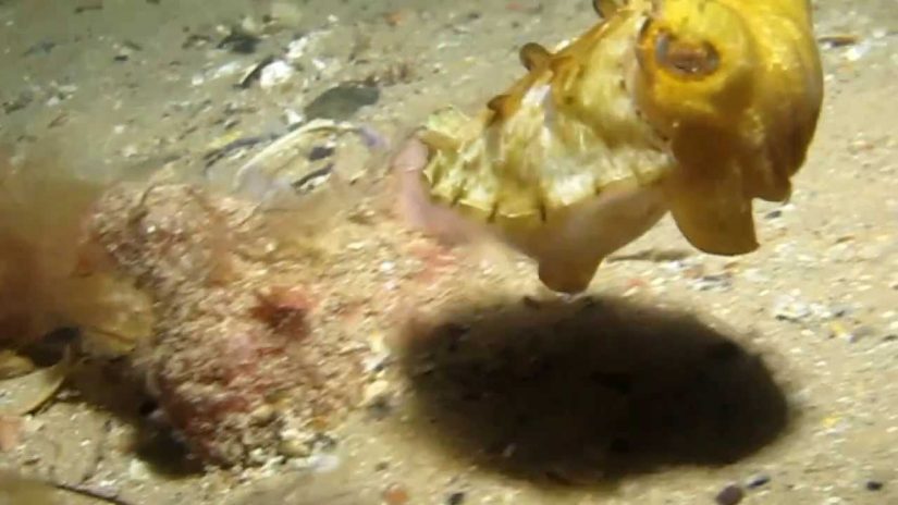 Adorable Juvenile Cuttlefish Scuba Rye Pier 2014 | aquasport.tv