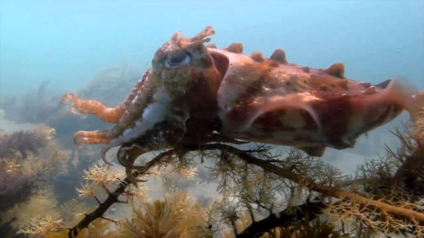 Cuttlefish Encounter Scuba Portsea Pier | aquasport.tv