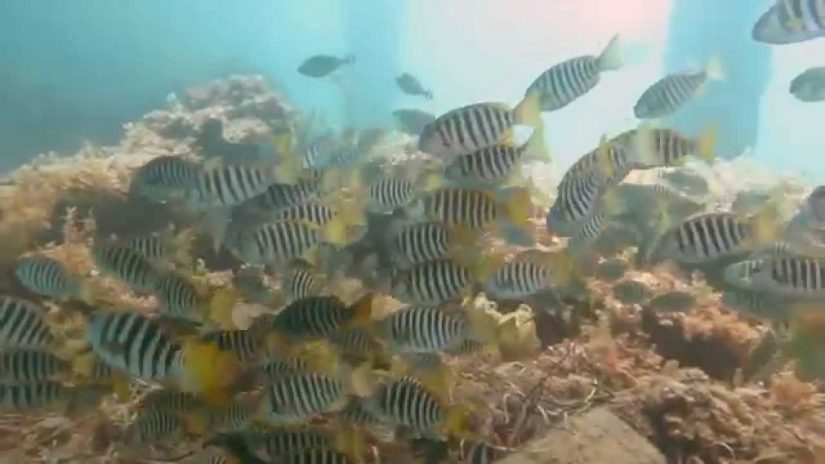 Scuba Diving at Rapid Bay Jetty, South Australia | aquasport.tv