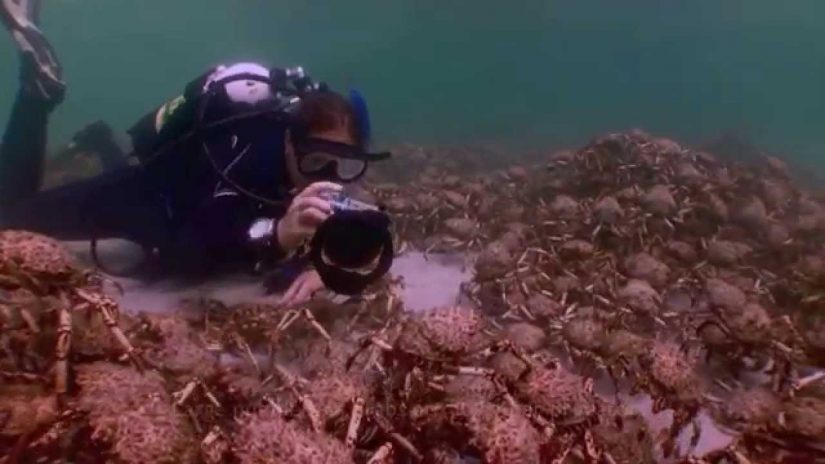 Sting Rays and Seal eating  Spider crabs. Some observations | aquasport.tv