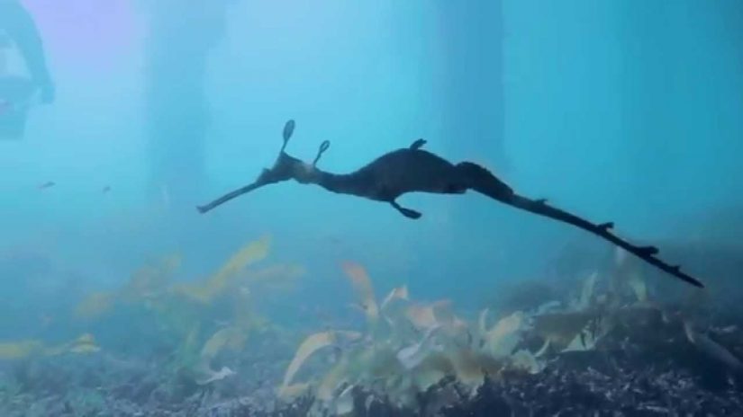 Weedy Sea Dragon & Draughtboard Shark Scuba Flinders Pier 2014 | aquasport.tv