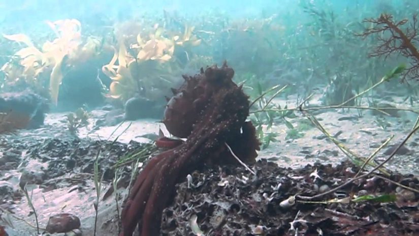 Weedy Sea Dragon and The Octopus Scuba Flinders Pier 2014 | aquasport.tv