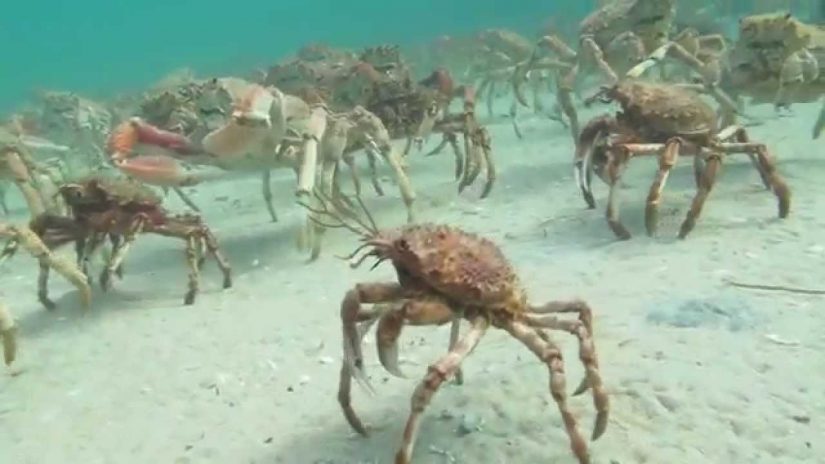 Spider Crab Disco Scuba Diving Rye Pier Migration 2014 | aquasport.tv