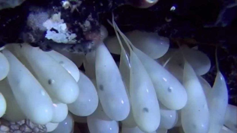 Octopus eggs hatching | aquasport.tv