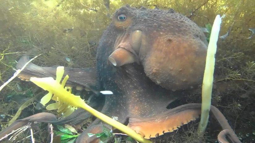 Scuba Diving Flinders Pier Australia Octopus Shark Stingray Weedy Sea Dragon | aquasport.tv