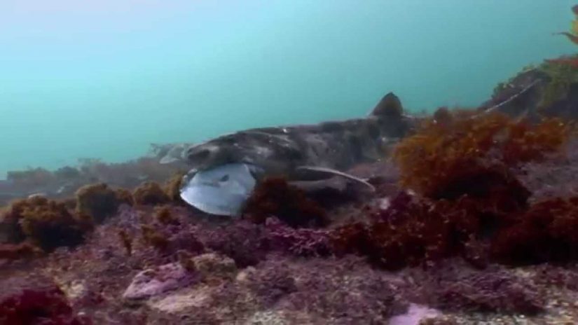 Swell Sharks  Fingal Beach Melbourne | aquasport.tv