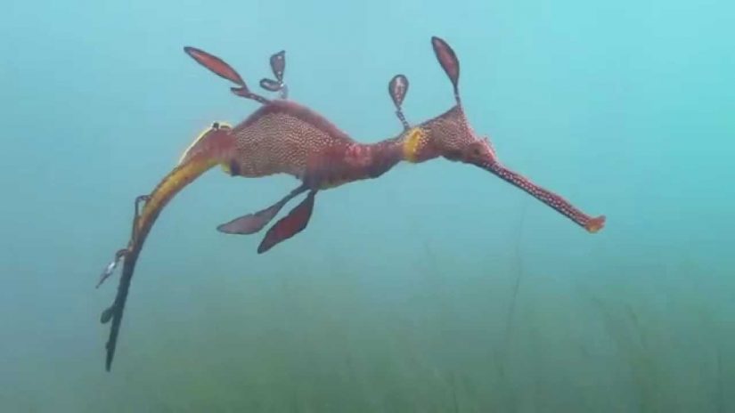 Scuba Flinders Pier Weedy Sea Dragon 9 August 2014 | aquasport.tv