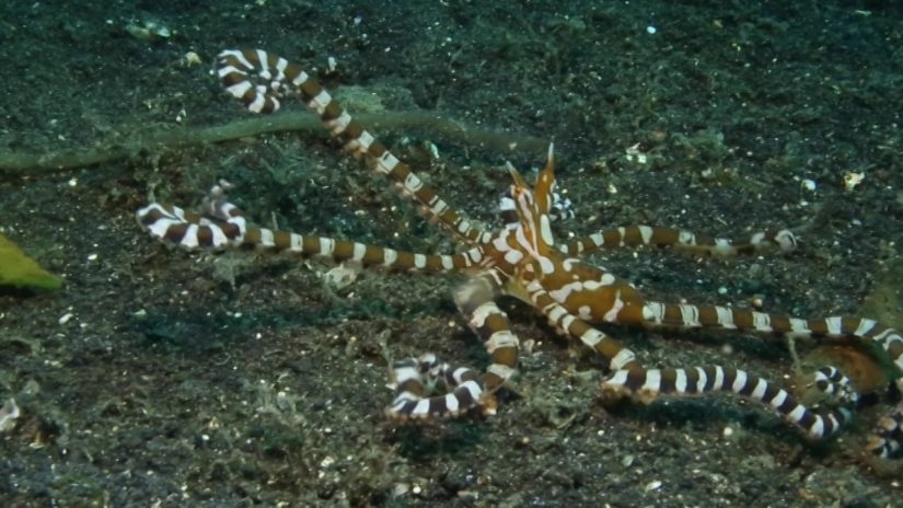 Lembeh Strait Diving 2014