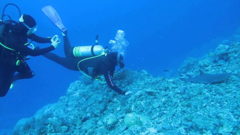 Two Girls and a Shark Scuba Australia | aquasport.tv