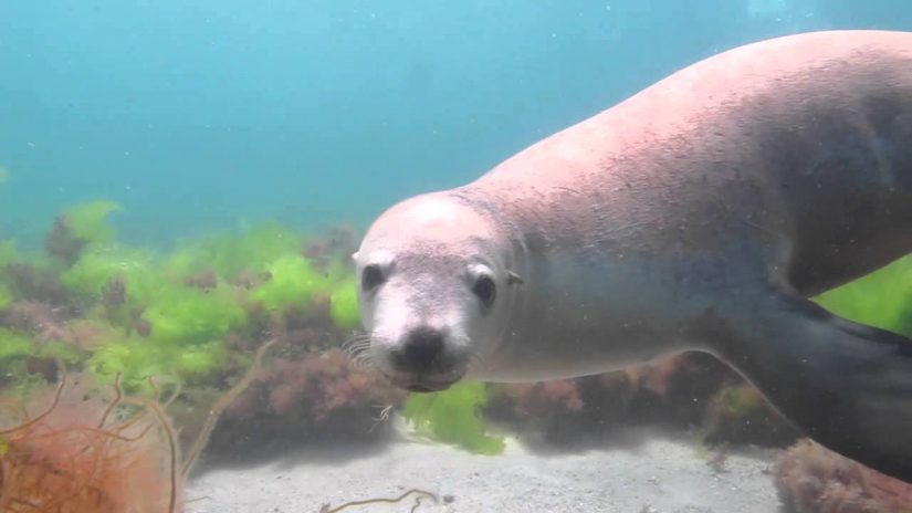 Sea Lions Scuba Rodney Fox Neptune Islands Australia Nov 2014 HD | aquasport.tv