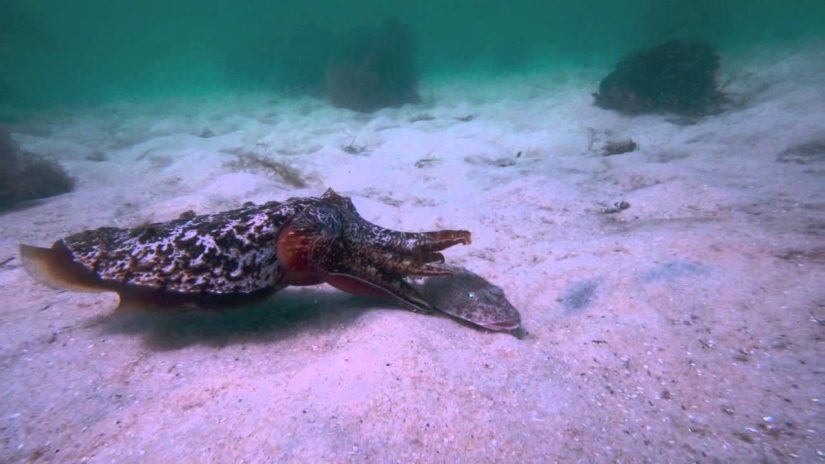 Attacking Cuttlefish  Feeding scenarios | aquasport.tv