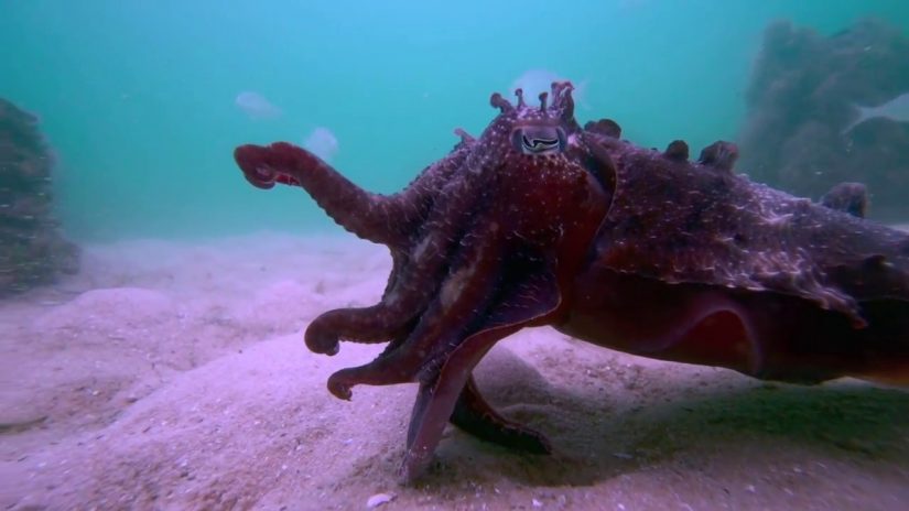 Cuttlefish  attacking scenarios | aquasport.tv