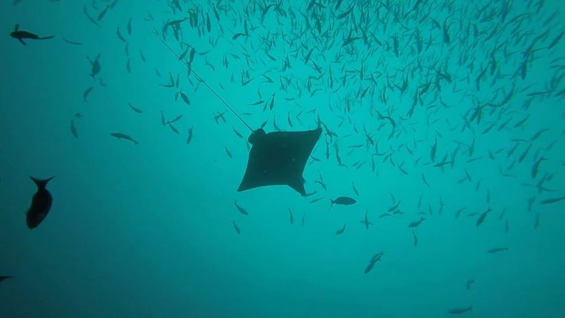 Diving Osa Peninsula in Costa Rica. My Pan American motorcycle trip.