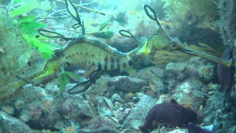 Tribute to Ivy Ng Scuba Flinders Pier Australia 2014 HD | aquasport.tv