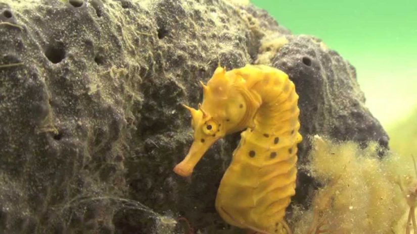 Seahorse Birth and Courtship.Wild footage | aquasport.tv