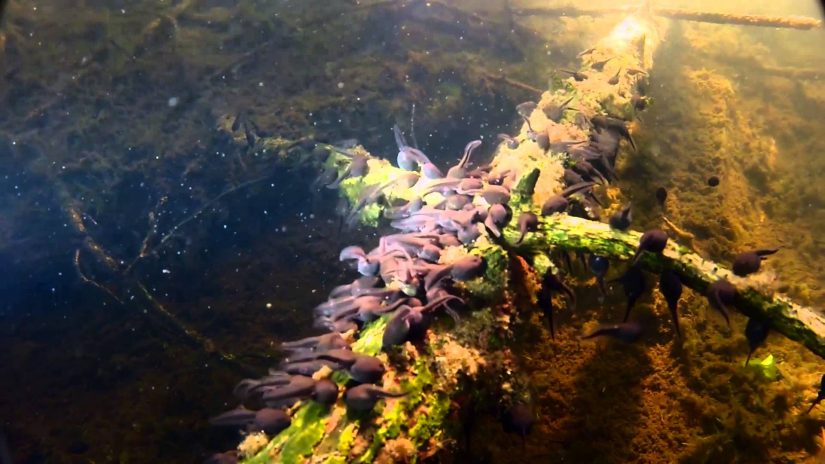 Frog's chicks | aquasport.tv