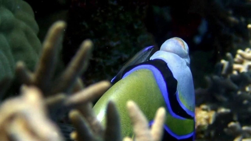 Daedalus Reef, Zagbargad and St. Johns Reef in Egypt | aquasport.tv